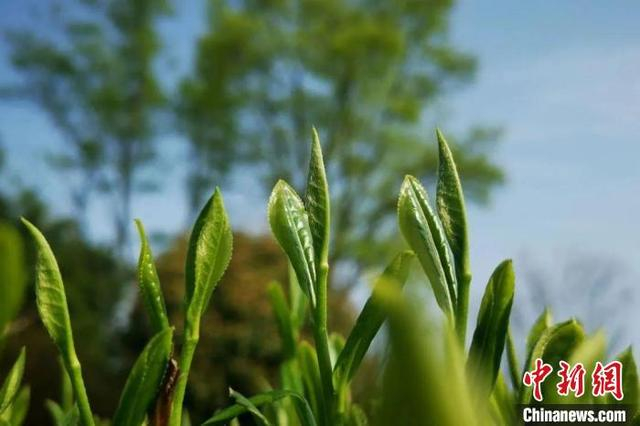 蒲江雀舌。成都市农业农村局供图