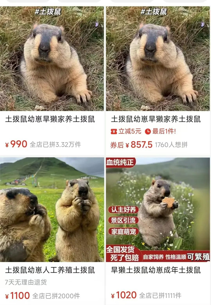 ▲在电商平台上，土拨鼠的售价通常在数百元到上千元不等。图源：电商平台页面截图