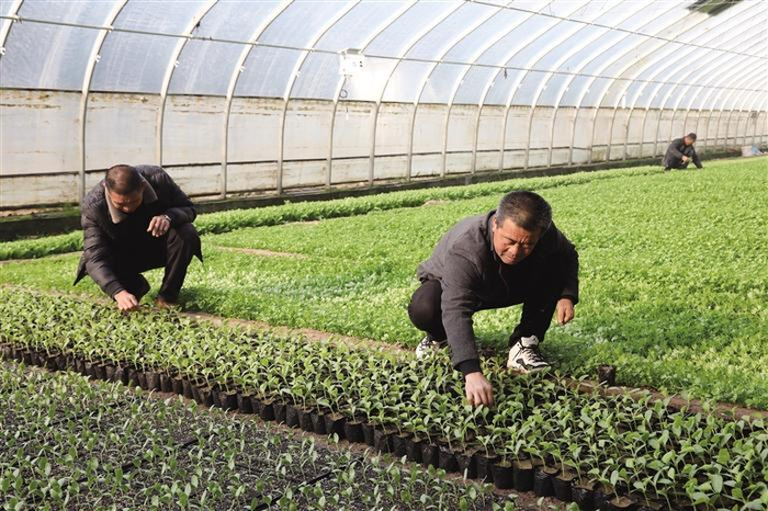     村民在蔬菜大棚里给秧苗除草 安娜 摄
