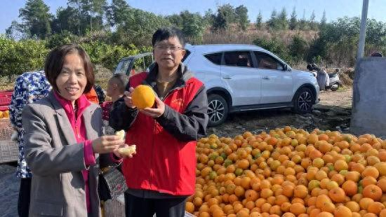 宜阳村脐橙迎来丰产。蒋乾 摄