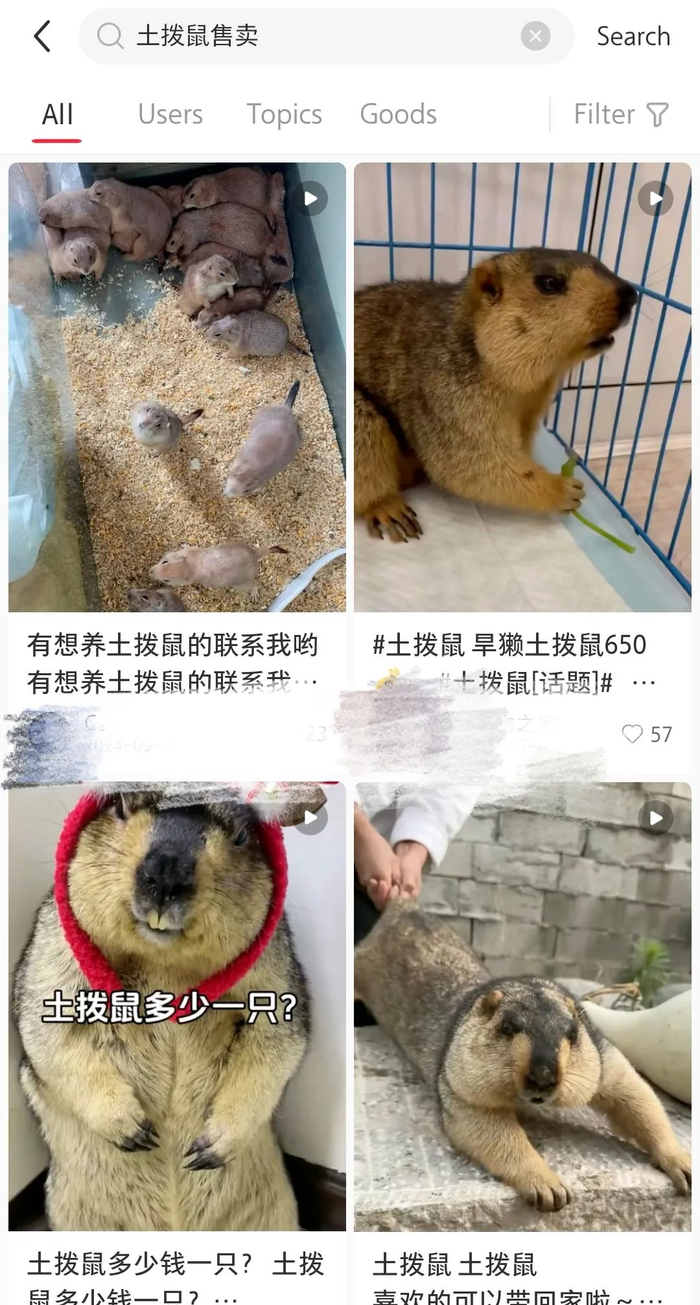 ▲社交媒体平台上同样有售卖土拨鼠的商家。图源：社交媒体平台页面截图