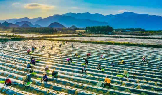 宜阳村烤烟移栽现场。蒋乾 摄