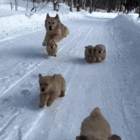 金毛父母雪地遛娃，结果当爹的不靠谱，各种坑娃...
