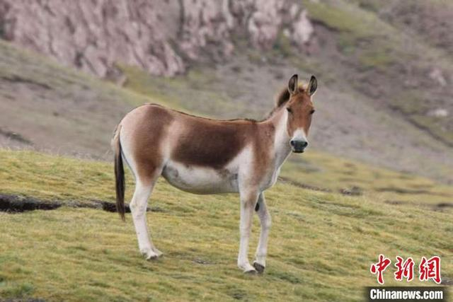 图为藏野驴。青海省林草局供图