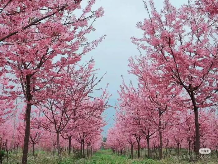 绵竹双泉村 图源：小红书@257666550