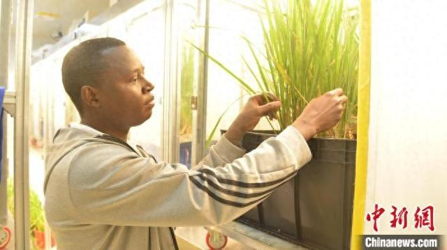 2月26日，在中国农业科学院国家南繁研究院的人工智能气候实验室内，卡尔查看不同水稻在褐飞虱影响下的生长状况。 张月和 摄