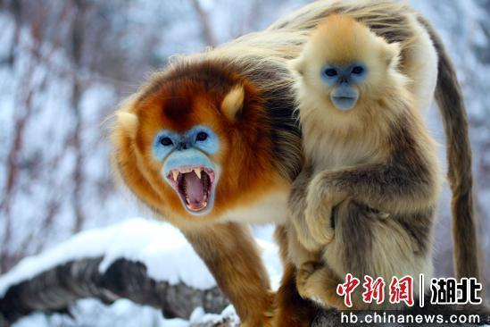 神农架金丝猴。姜勇 摄