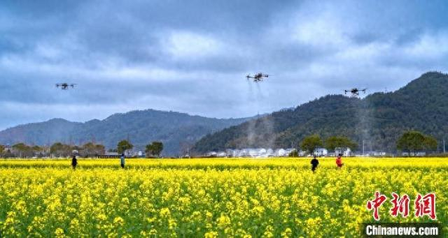 图为技术人员操纵无人机喷施作业。陈琦辉摄