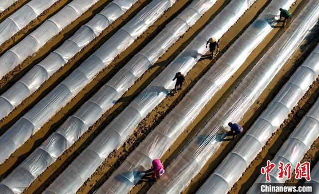 图为3月1日，南平市建阳区徐市镇北岸村鑫荣家庭农场软盘育秧作业现场。陈琦辉摄