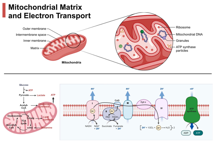 Cell Biomaterials:北京大学林志强/张强团队全面综述脑病中的线粒体——从分子结构机制到靶向治疗