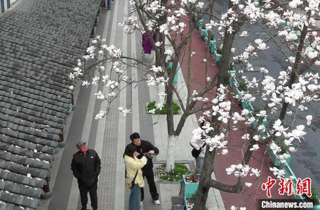 3月4日，盛开的白玉兰吸引市民的注意。中新社记者 王刚 摄