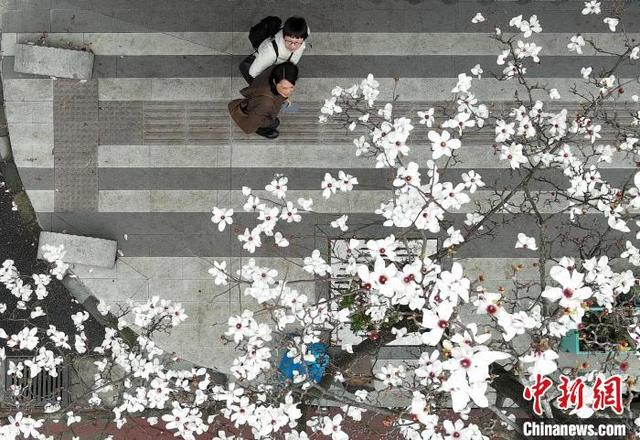 3月4日，盛开的玉兰花吸引行人。中新社记者 王刚 摄