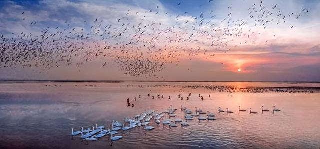 ▲黄河口生态旅游区春季“观鸟热”。（来源：东营市文化和旅游局）