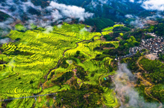 ▲上饶篁岭的春季万亩梯田油菜花。（来源：景区供图）