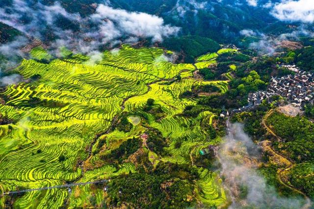 上饶篁岭的春季万亩梯田油菜花。（来源：景区供图）