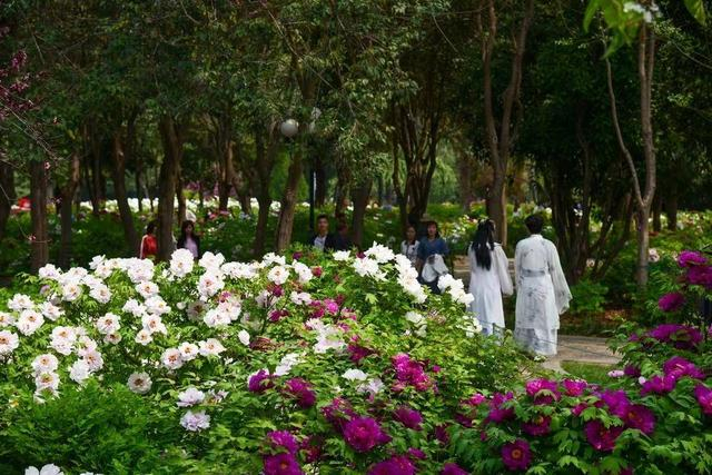 春天来洛阳，主题就是赏牡丹。（来源：中国国花园供图）