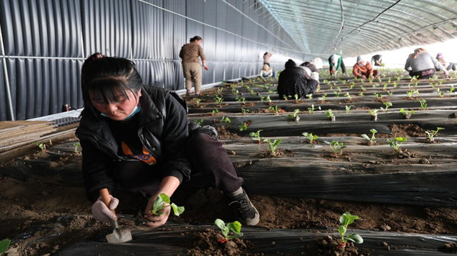工人们正在定植香瓜苗。胡建华摄