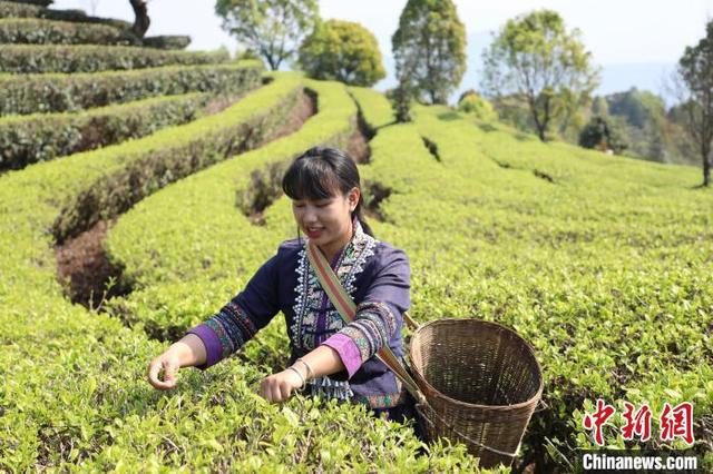 图为茶农采摘茶叶。陶平 摄