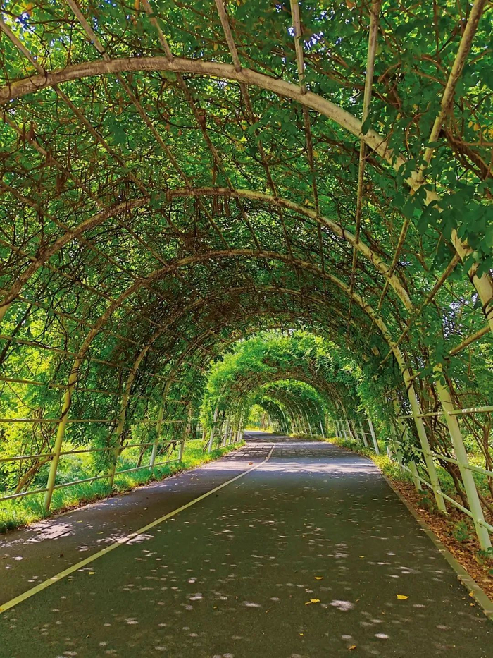 “绿野仙踪”画卷 @市文化旅游局