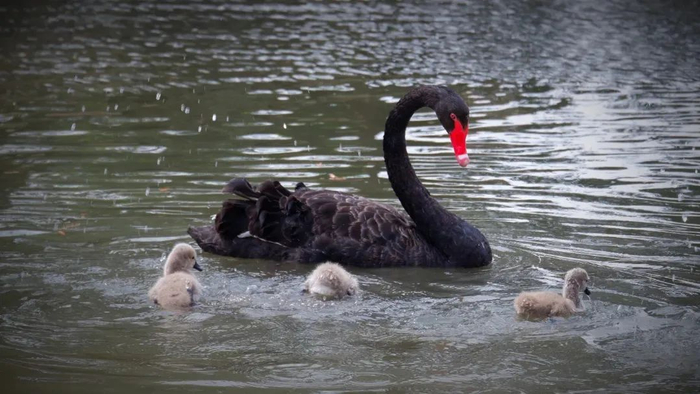 捕捉到天鹅妈妈和宝宝们 @水瓶座怪姐姐