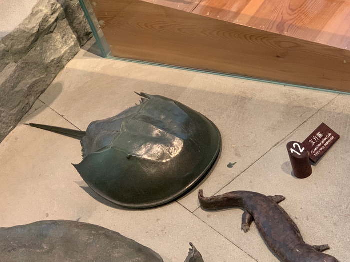 东方鲎标本  王珊 摄（上海自然博物馆生命长河展区）