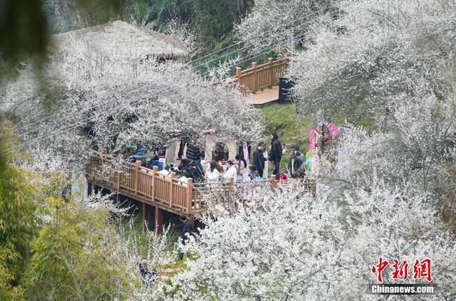 平武县印象梅林青梅花盛开，吸引各地游客体验“身在花间行，人在画中游”的惬意。胡宇 摄