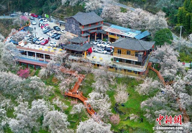 盛放的梅花绵延铺陈在山坡之上，唯美浪漫，宛若人间仙境。胡宇 摄