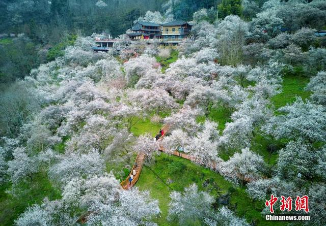 印象梅林景区梅林的梅花开满山坡，呈现出“十里花海”的壮观景象。胡宇 摄