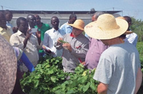中国专家在苏丹农业技术示范中心为当地农民进行技术培训。 山东省农业科学院 供图