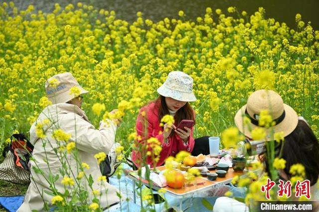 图为游客在乌尤坝麻浩河边金色油菜花海中小憩品茶。中新社记者 刘忠俊 摄 