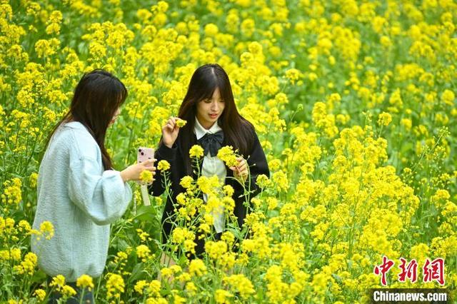 图为金黄油菜花海中玩耍拍视频的女孩。中新社记者 刘忠俊 摄 