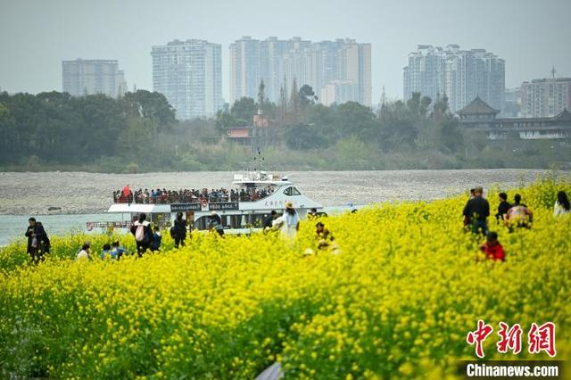 图为江面上一艘游船从金黄油菜花边驶过，吸引了不少游客拍照。中新社记者 刘忠俊 摄 