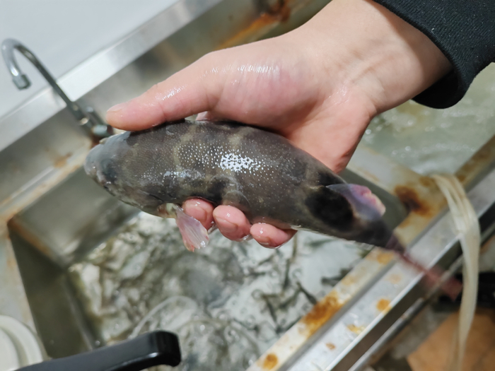 店内销售的河豚鱼。本文均为通讯员供图