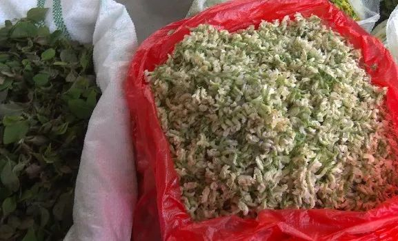 白刺花 曹晓蕊 杨诩宸 摄