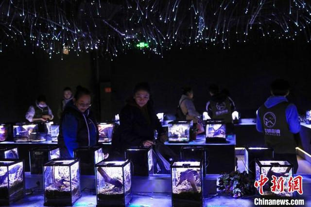 3月12日，市民参观展箱里的异宠。中新社记者 王磊 摄