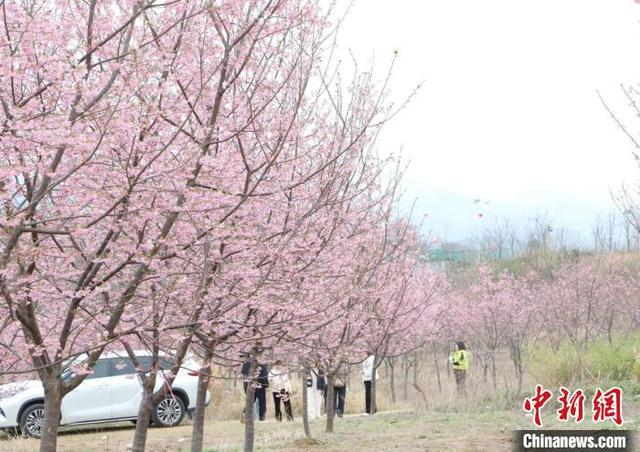 图为彭泽县黄花镇峨峰村的樱花种植基地，吸引了众多游客前来观赏。彭琴 摄