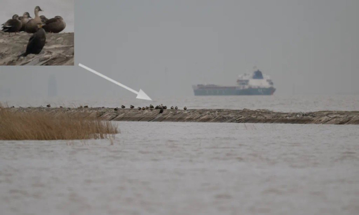 下沙东北侧导堤上斑嘴鸭群旁的暗绿背鸬鹚。陈腾逸 摄