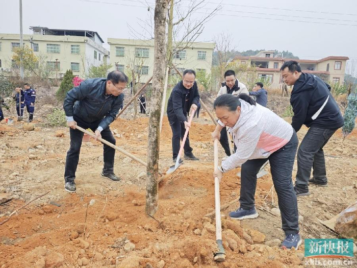 清远连山小三江镇:凝聚各方力量 植树绿美提升乡村"颜值"