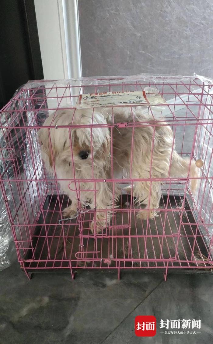 宁夏女子花4000元网购西施犬 却收到“串串”：卖家失联，已报警｜追踪到底（西施犬视频介绍）
