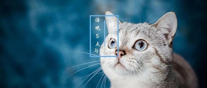 “阿姨，请问您家娶我给多少彩礼？”“要我儿子娶你，必须先怀孕！”