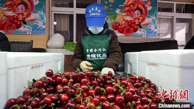 图为工作人员对樱桃进行分拣包装。杨毅 摄