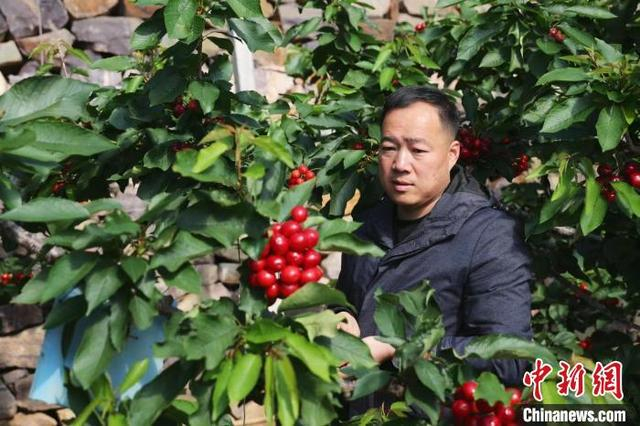 大连大棚樱桃“抢鲜”上市。杨毅 摄