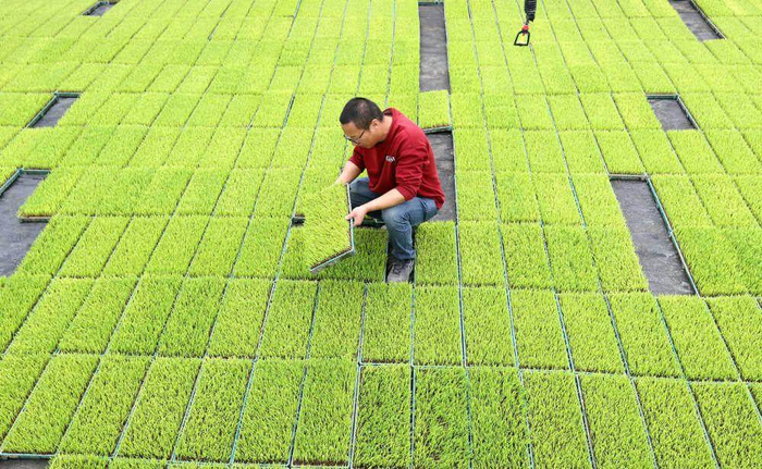 3月14日，浙江省湖州市德清县洛舍镇东衡村先丰农业智能育秧工厂内，工人在观察早稻秧苗长势。新华社发（谢尚国 摄）