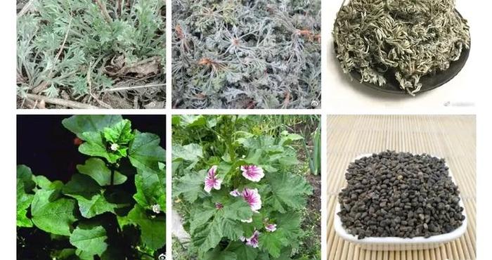 别管什么类型的肝病，看到身“黄”，都可以用这味药