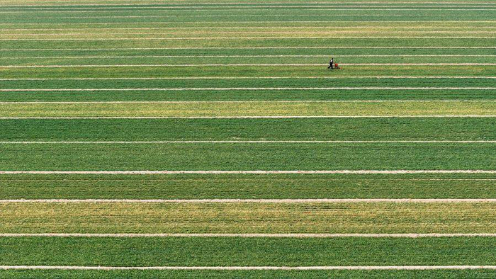 3月14日，在山东菏泽市郓城县潘渡镇，农民在麦田里施肥。新华社记者 郭绪雷 摄