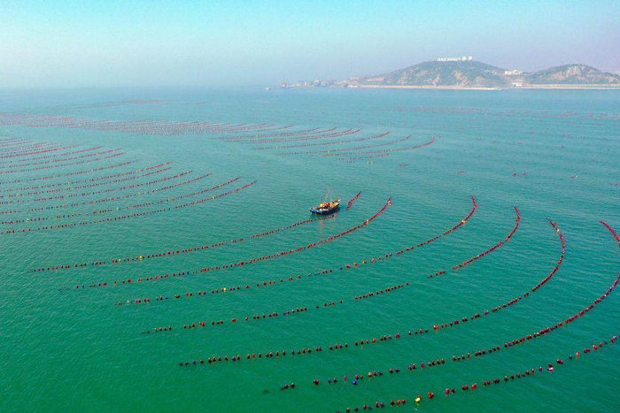 3月12日，养殖工人驾驶船只在山东烟台长岛海域养殖区内生产作业。新华社记者 朱峥 摄