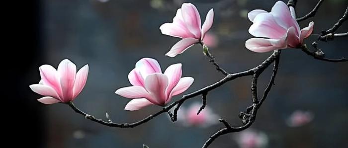 朗诵：细品人间烟火，生活乐趣多多