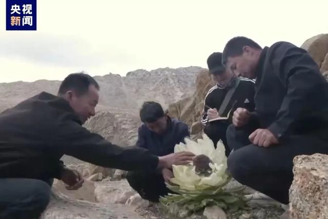图为新疆天山野生雪莲花