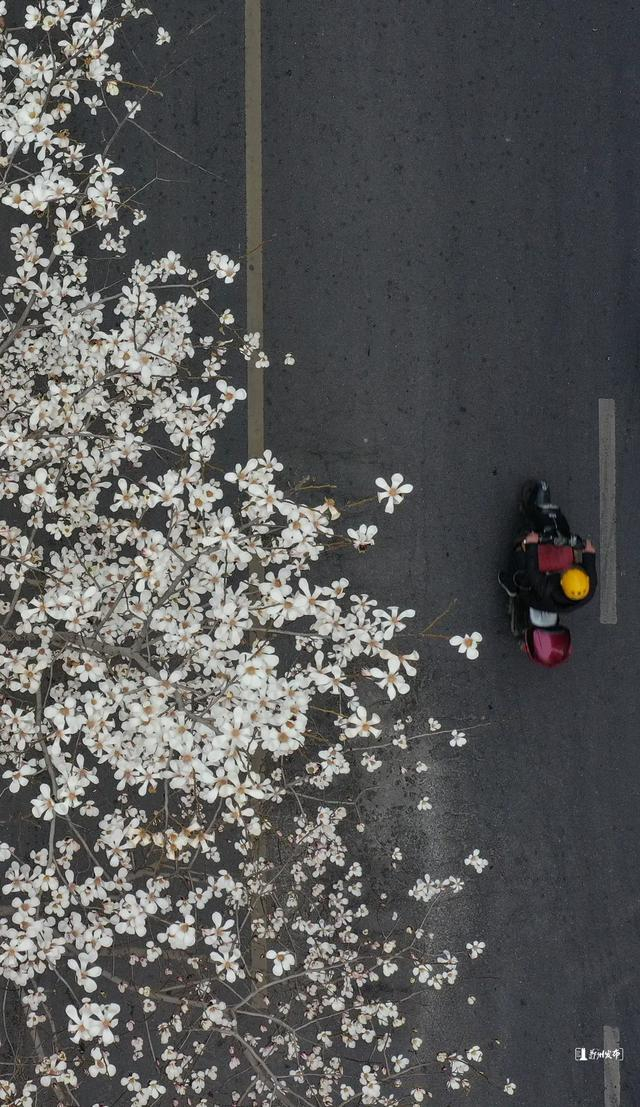 兴华街玉兰花开（资料图）马健 摄影