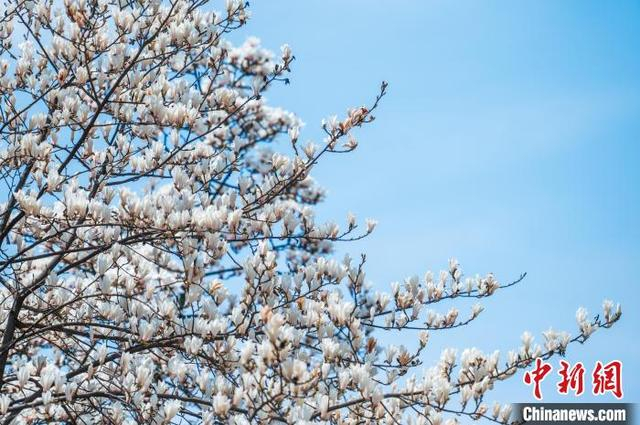 3月19日，贵阳市白云区朝晖路盛开的玉兰花。唐哲 摄